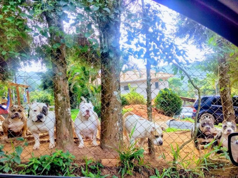 American Bull Terrier Xl Preço Santa Rita do Ribeira - American Bullies Grande São Paulo