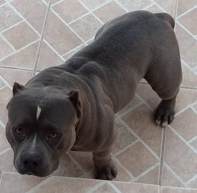 American Bullies Valor Caieiras - American Bully Pitbull Terrier