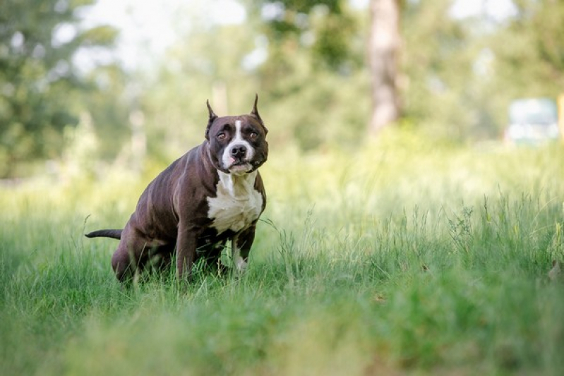 American Bully Blue Lins - American Bully Trichocolate