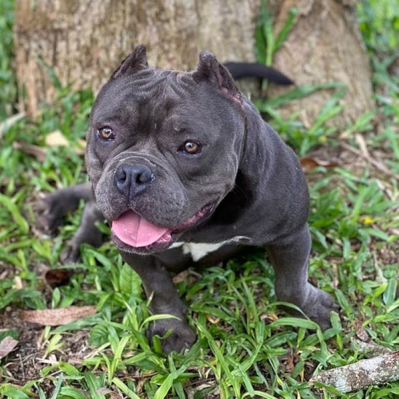 American Bully Cachorro Orçamento Juquiratiba - Micro Bullies Grande São Paulo
