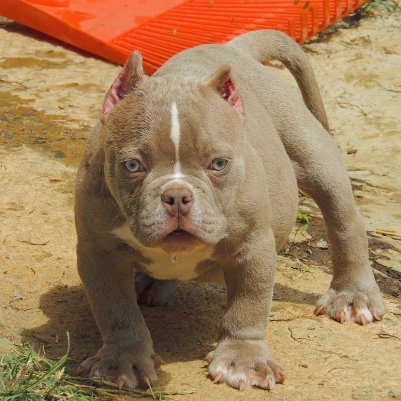 American Bully Chocolate Filhote Valores ABCD - American Bully Pocket Tri Chocolate