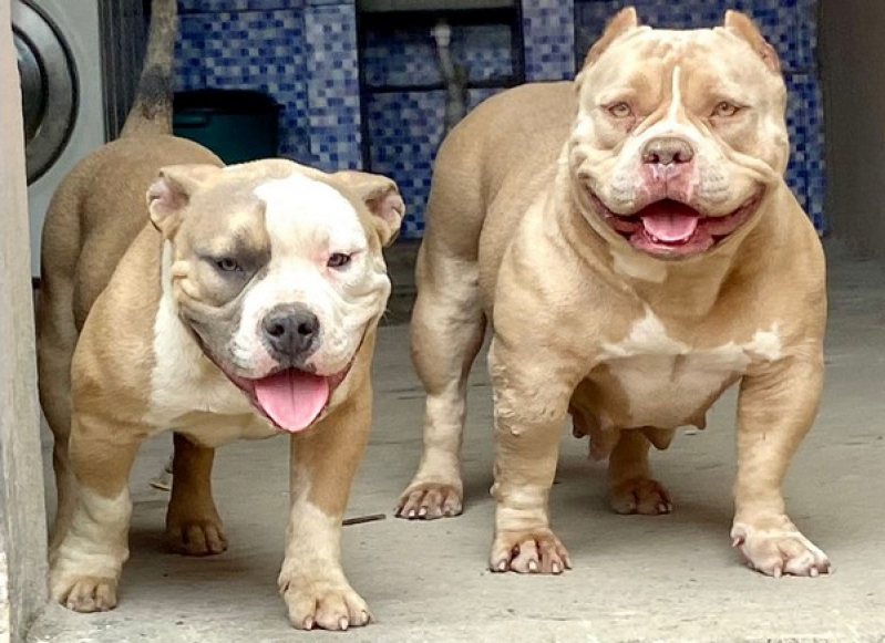 American Bully Exotic Bully Campo Limpo Paulista - American Bully Exotic Grande São Paulo
