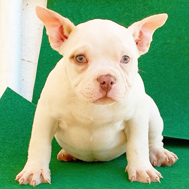 American Bully Exotic Filhote Santo André - Filhote American Bully Exotic