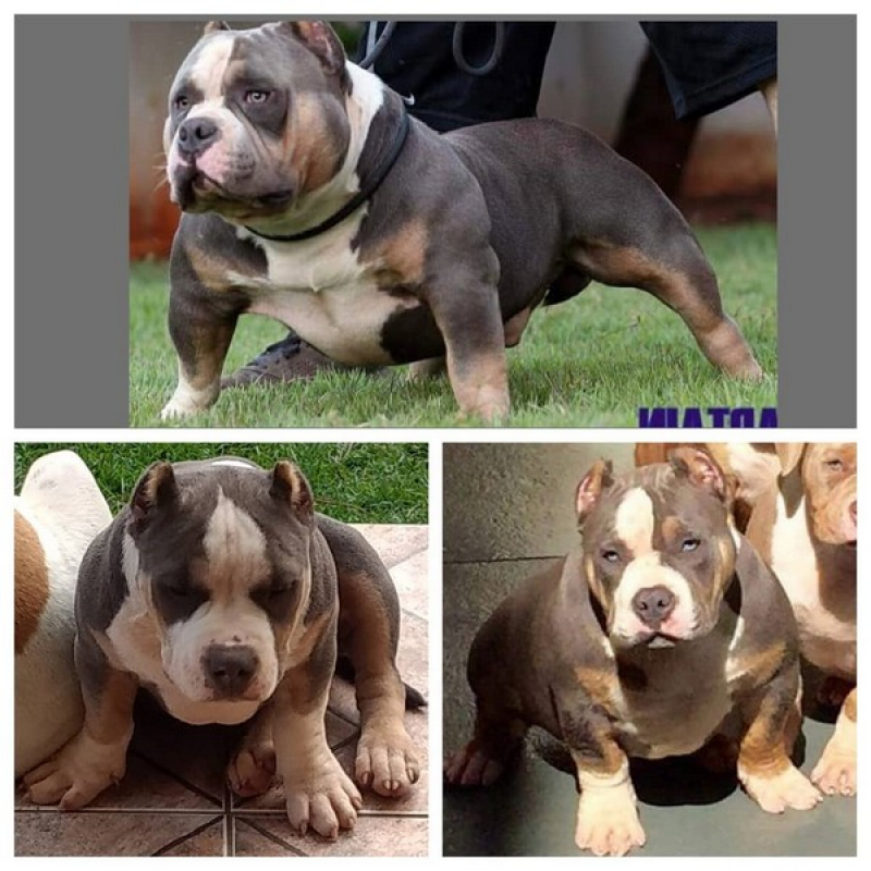 American Bully Extreme Cananéia - American Bully Pitbull Terrier