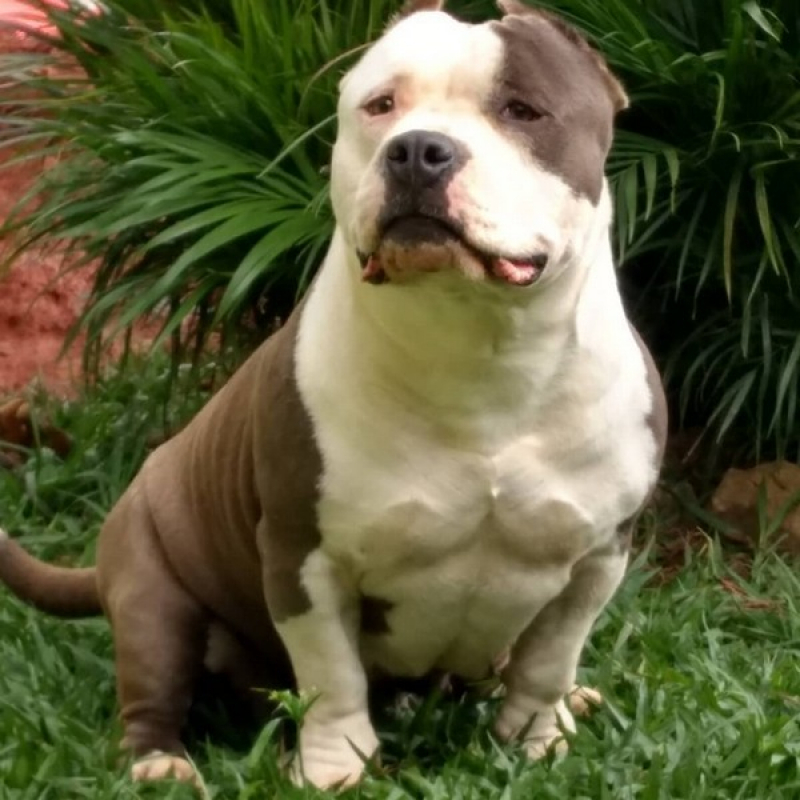American Bully Lilac Valor Lins - American Bully Blue