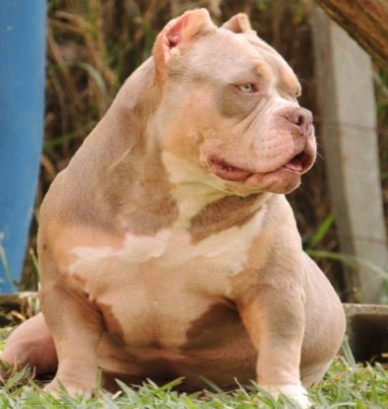 American Bully Mini Pocket Preço Vila Maria - American Bully Pitbull Terrier