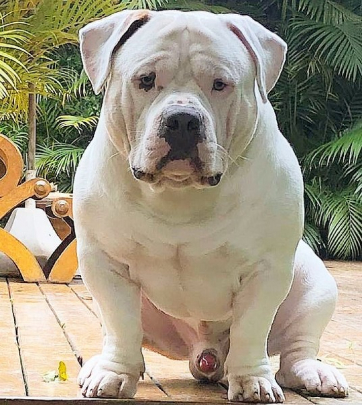 American Bully Pitbull Terrier Valor Guarujá - Mini Bully Pocket