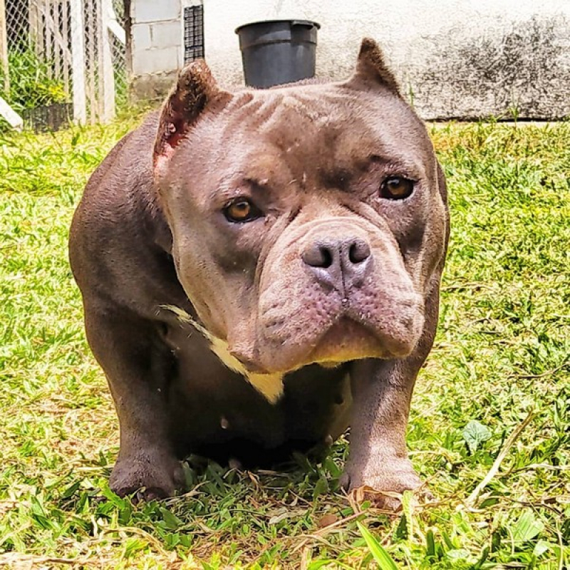American Bully Pocket Extreme Preço Itapevi - Pit American Bully