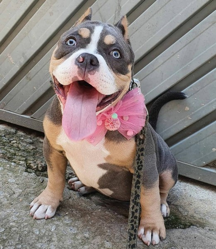 American Bully Pocket Extreme Valor Lins - American Bullies