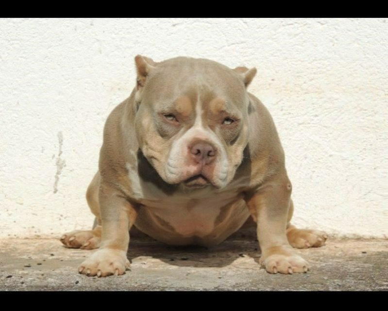 American Bully Tri Chocolate Valores Cananéia - Filhote de American Bully Chocolate