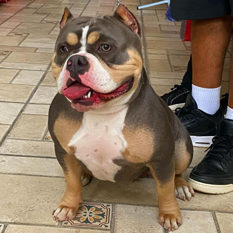 American Bully Tricolor Chocolate Valores Itatiba - American Bully Pocket Chocolate