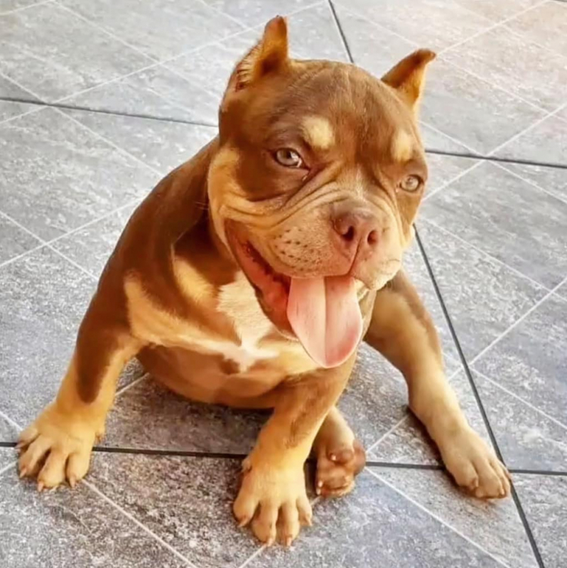 American Bully Tricolor Chocolate Cananéia - American Bully Tri Chocolate