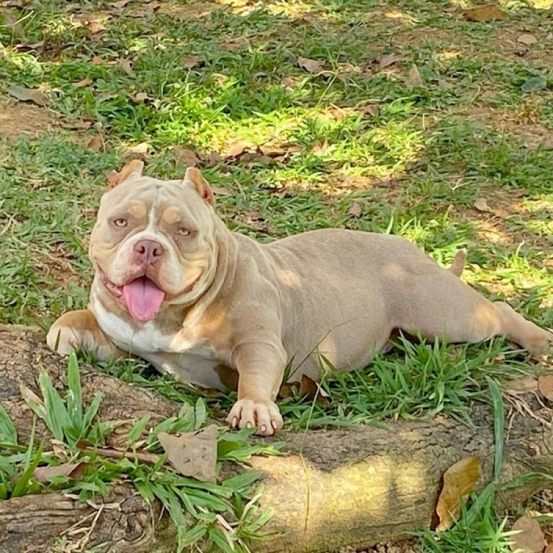 American Bully Valor Litoral - American Bully Trichocolate