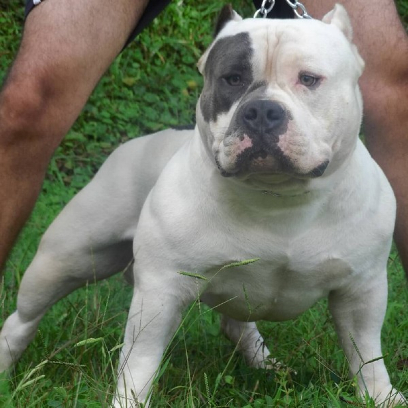 American Bully X Preço Atibaia  - American Bully Pitbull Terrier