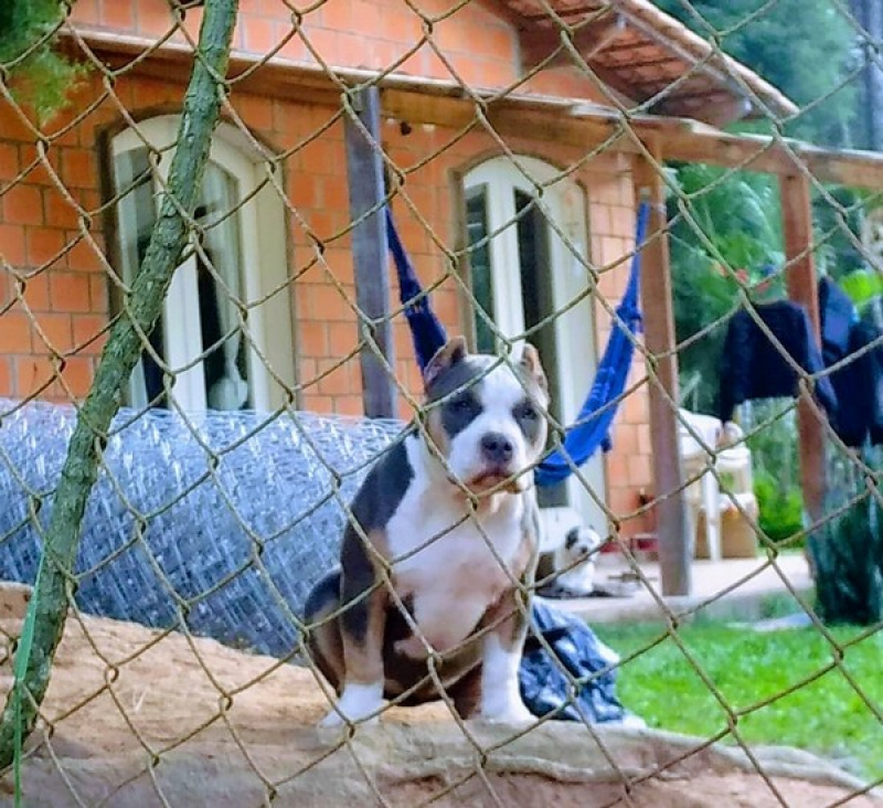 American Monster Bully Valor Socorro - American Bully Pitbull Terrier
