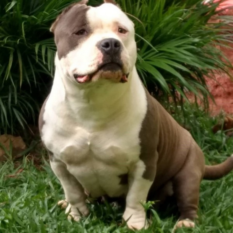 American Monster Bully Monte Alto - Pit American Bully