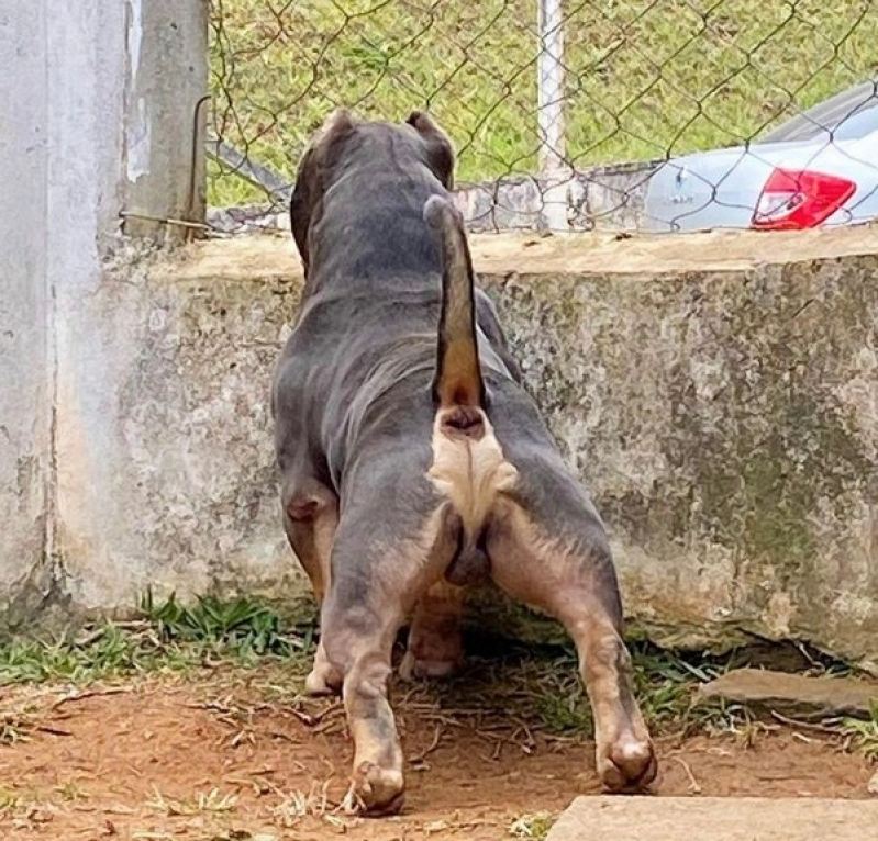 Bulldog Exotic Bully sob Encomenda Mongaguá - American Bully Exótico