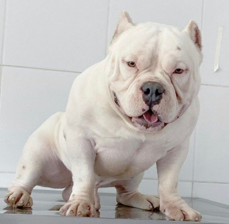 Cachorro American Bully Exotic sob Encomenda Osasco - Pitbull Exotic Bully