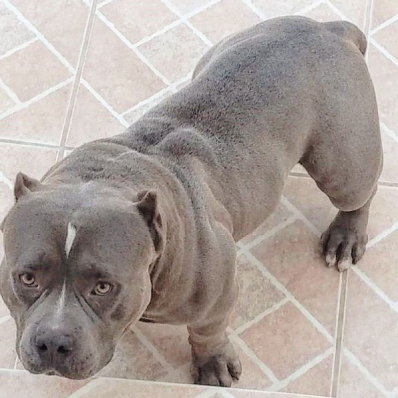 Cachorro American Bully Exotic Anhanguera - American Bully Exotic Pocket