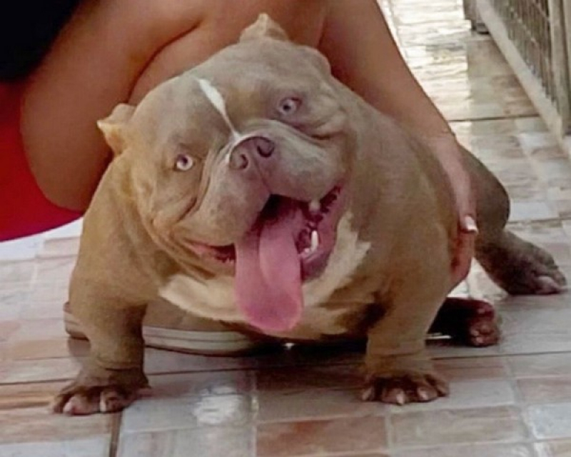 Cachorro Bully Exotic Pocket Santo Antônio da Posse - Pitbull Exotic Bully