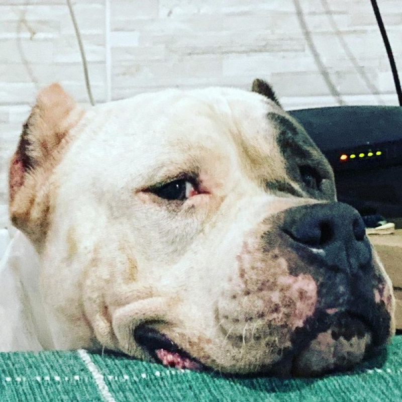 Cotação de American Bully Extreme Sumaré - American Bully Pitbull Terrier