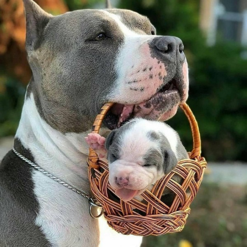 Cotação de American Bully Pitbull Terrier Itapetininga - American Bully Pocket Extreme