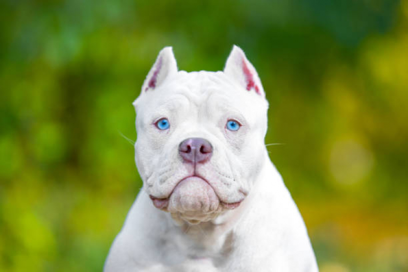 Filhote de American Bully Branco Preço Alphaville - Bully Micro Exotic Dog Filhote