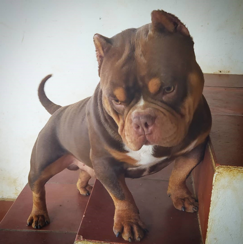 Filhote Exotic Bully Valores Caierias - Exotic Bully Filhote