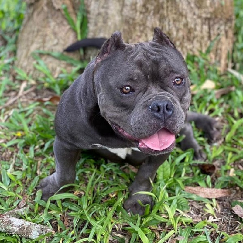 Micro Bullies Dog Orçamento Lençóis Paulista - Cachorro Micro Bullies