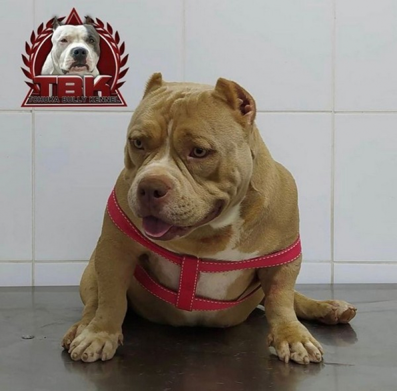 Mini Bully Pocket Valor Pinheiros - American Bully Pitbull Terrier