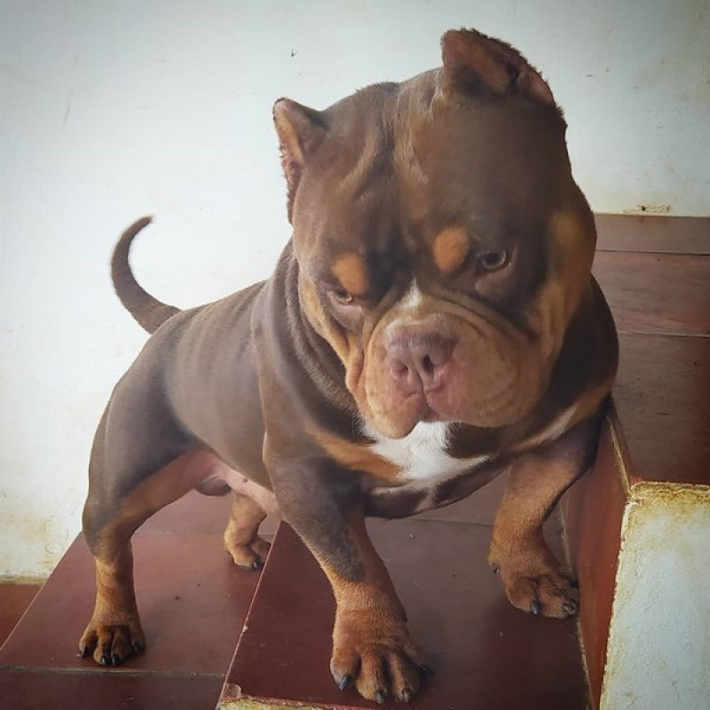 Onde Comprar Bully Micro Exotic Dog Lapa - Micro Bullies Grande São Paulo
