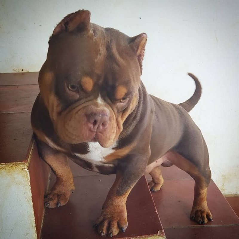 Onde Comprar Micro Bullies Dog Itanhaém - Micro Bullies Grande São Paulo