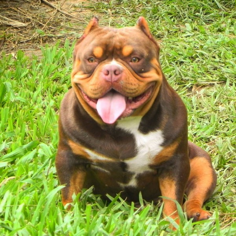 Onde Vende American Bully Pocket Extreme Casa Verde - American Bully Classic