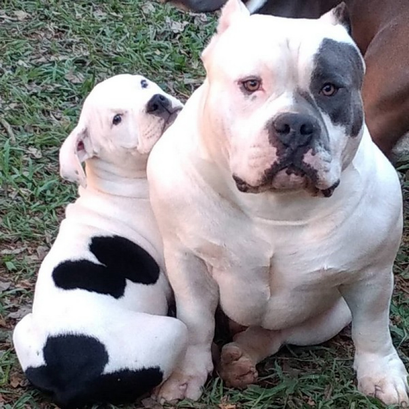 Onde Vende Pit American Bully Campinas - American Bully Extreme