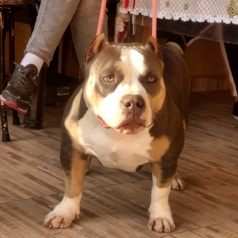 Pit American Bully Valor Mooca - American Bully Extreme