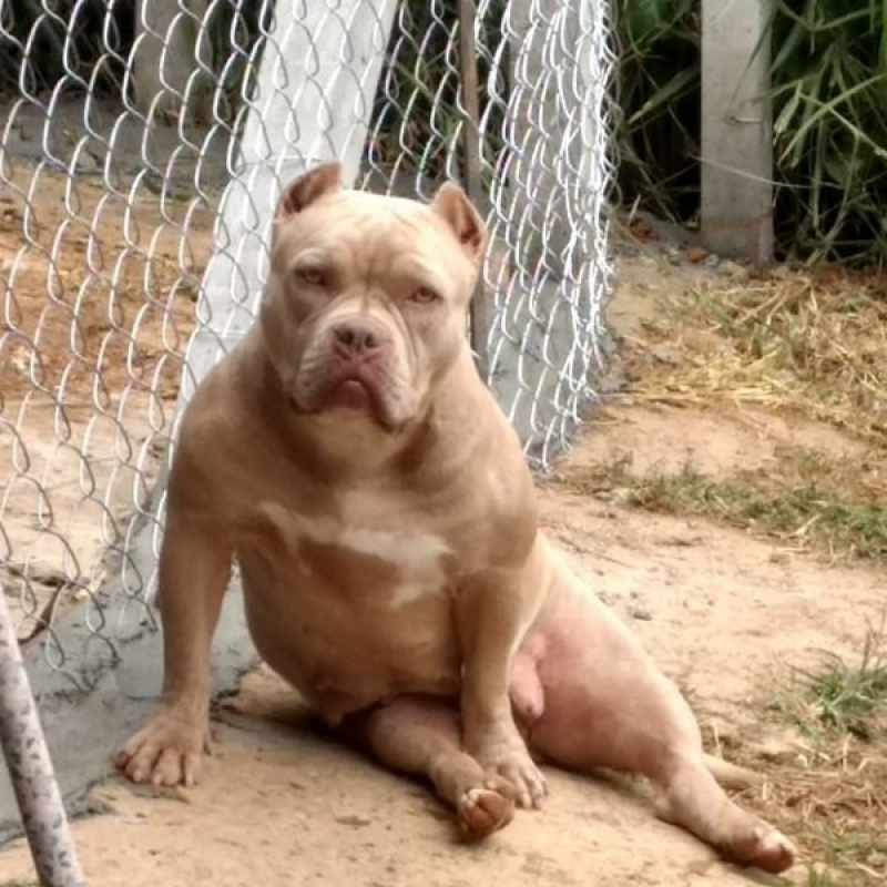 Pit American Bully Franco da Rocha - American Bully Pitbull Terrier