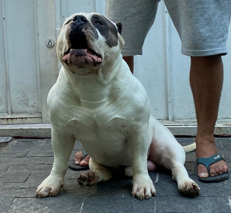 Pitbull Exotic Bully sob Encomenda Campo Limpo Paulista - Bulldog Exotic Bully