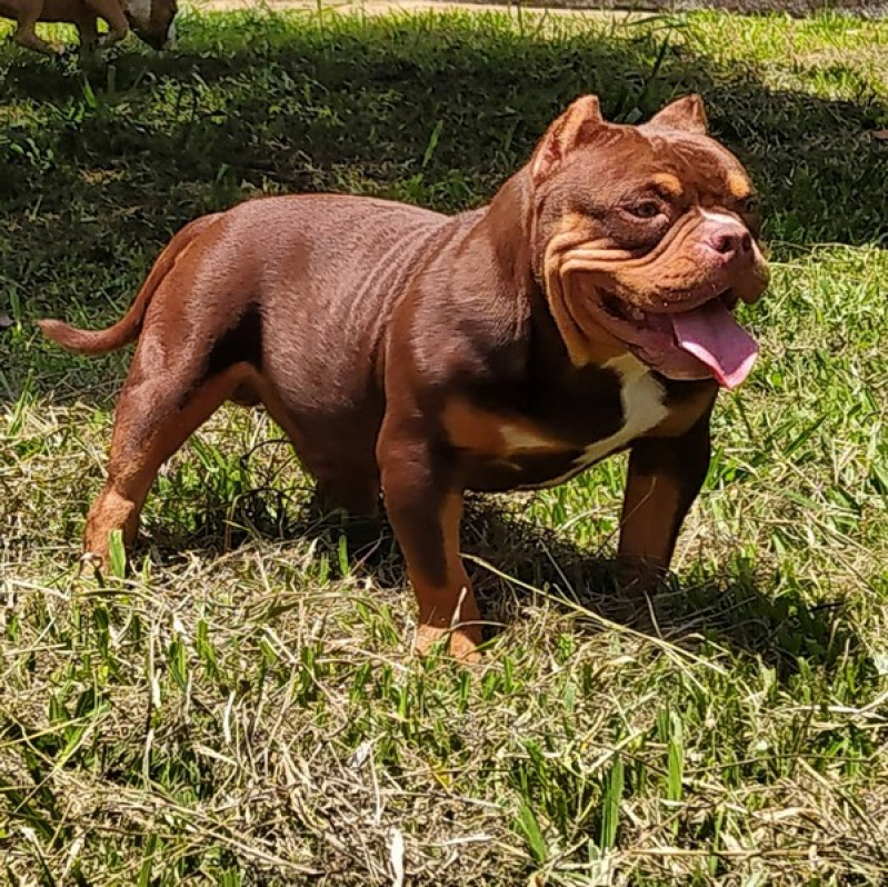 Pitbull Pocket Micro Orlândia - Bully Micro Exotic Dog