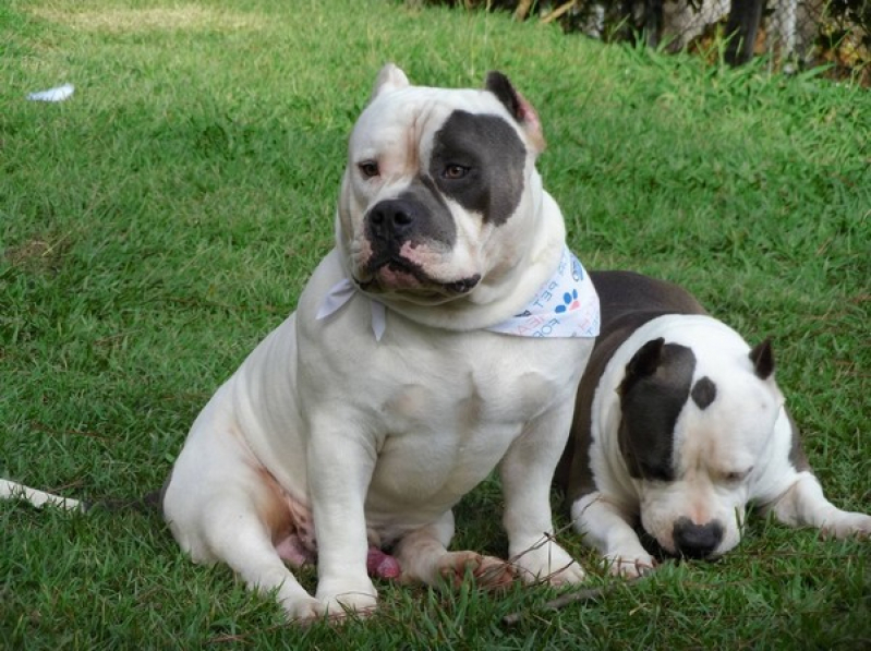 Qual o Valor de Bulldog Exotic Bully Lençóis Paulista - Bulldog Exotic Bully
