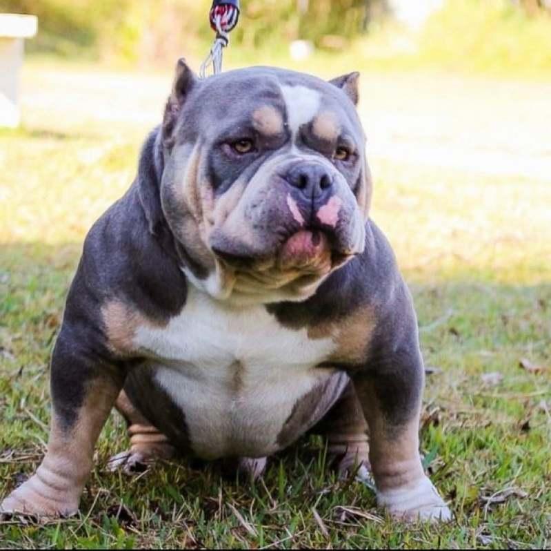 Qual o Valor de Exotic Bully Blue Lins - American Bully Exotic Bully