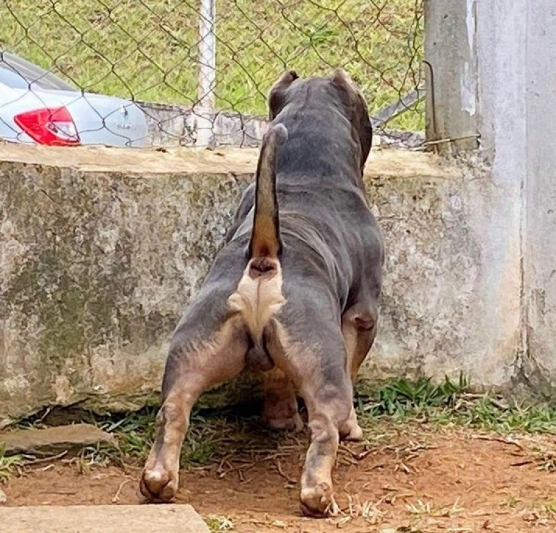 Quanto Custa Cachorro Bully Exotic Pocket São Carlos - American Bully Exótic