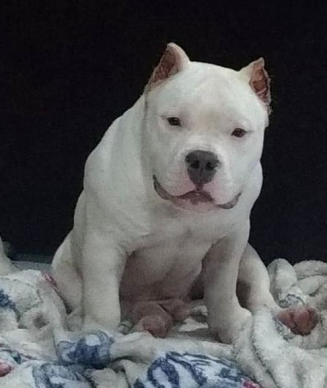 Quanto Custa Pitbull Exotic Bully Verava - Bulldog Exotic Bully