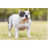 american bully bege filhote Caieiras
