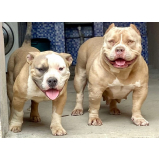 american bully exotic bully Campo Limpo Paulista