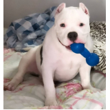 american bully lilac Monte Mor