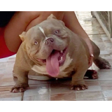 american bully micro exotic Santo André