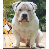 american bully pitbull terrier valor Santa Bárbara d'Oeste