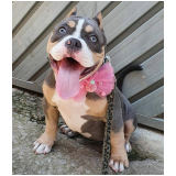 american bully pocket extreme valor Conchal