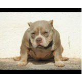 american bully pocket tri chocolate valores Lins