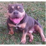 american bully pocket valores Lins
